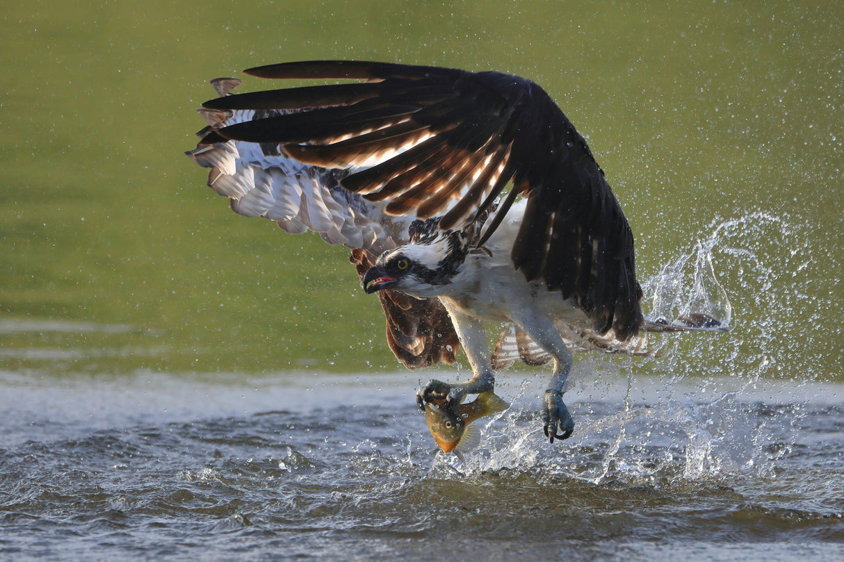 Osprey in hunting Poster och Canvastavla