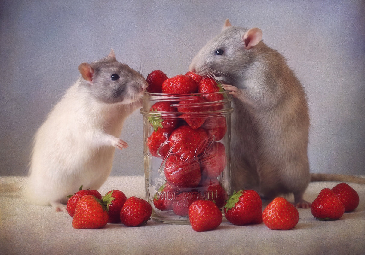 Strawberries Poster och Canvastavla