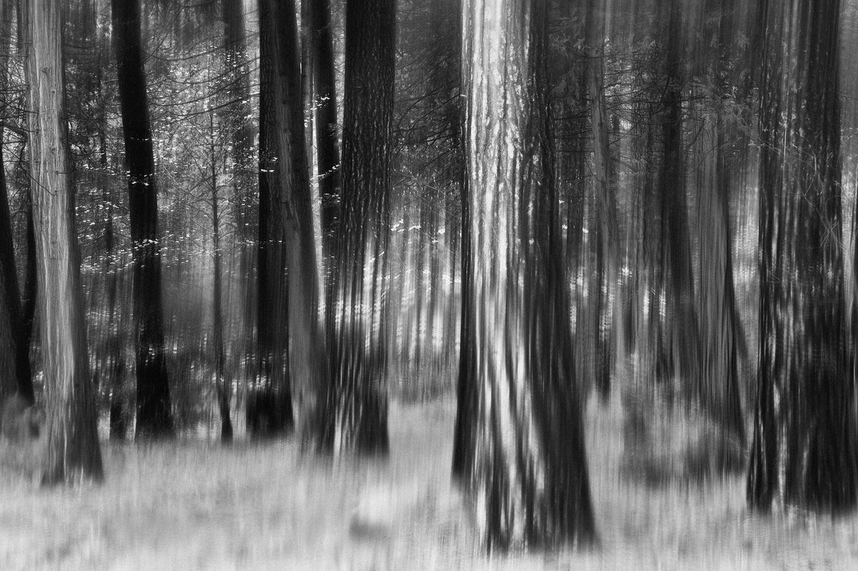 Distant Dogwoods in BW Poster och Canvastavla