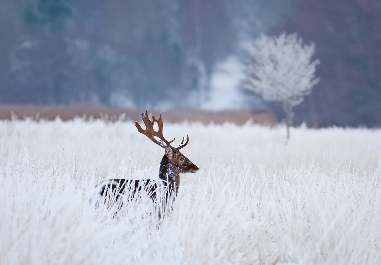 Fallow deer in the frozen winter landscape Poster och Canvastavla