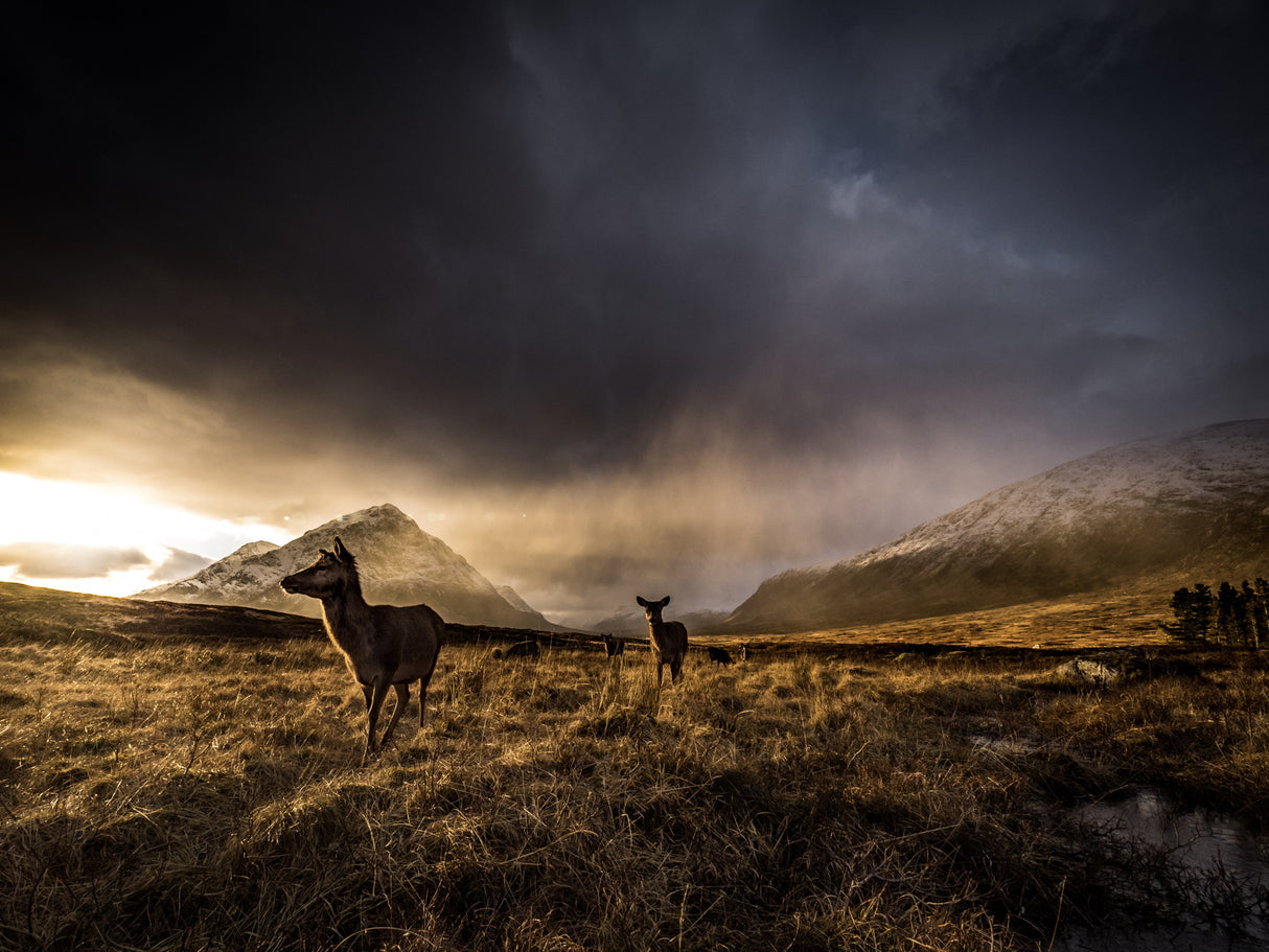 Highland Deer Poster och Canvastavla
