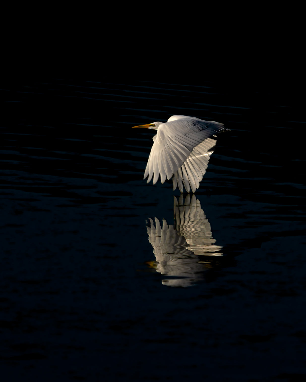 Egret Poster och Canvastavla