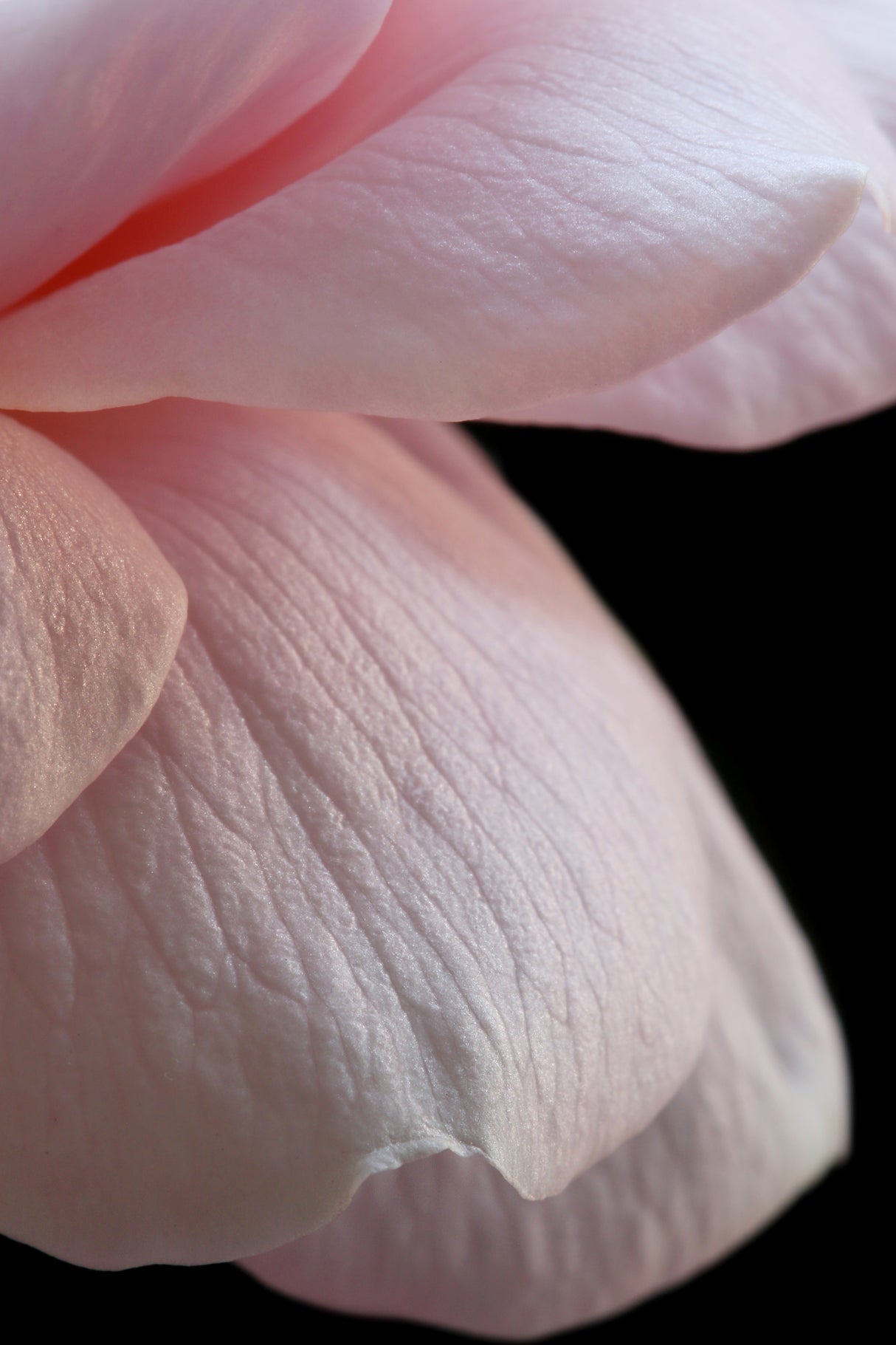 Pink English Rose Closeup Poster och Canvastavla