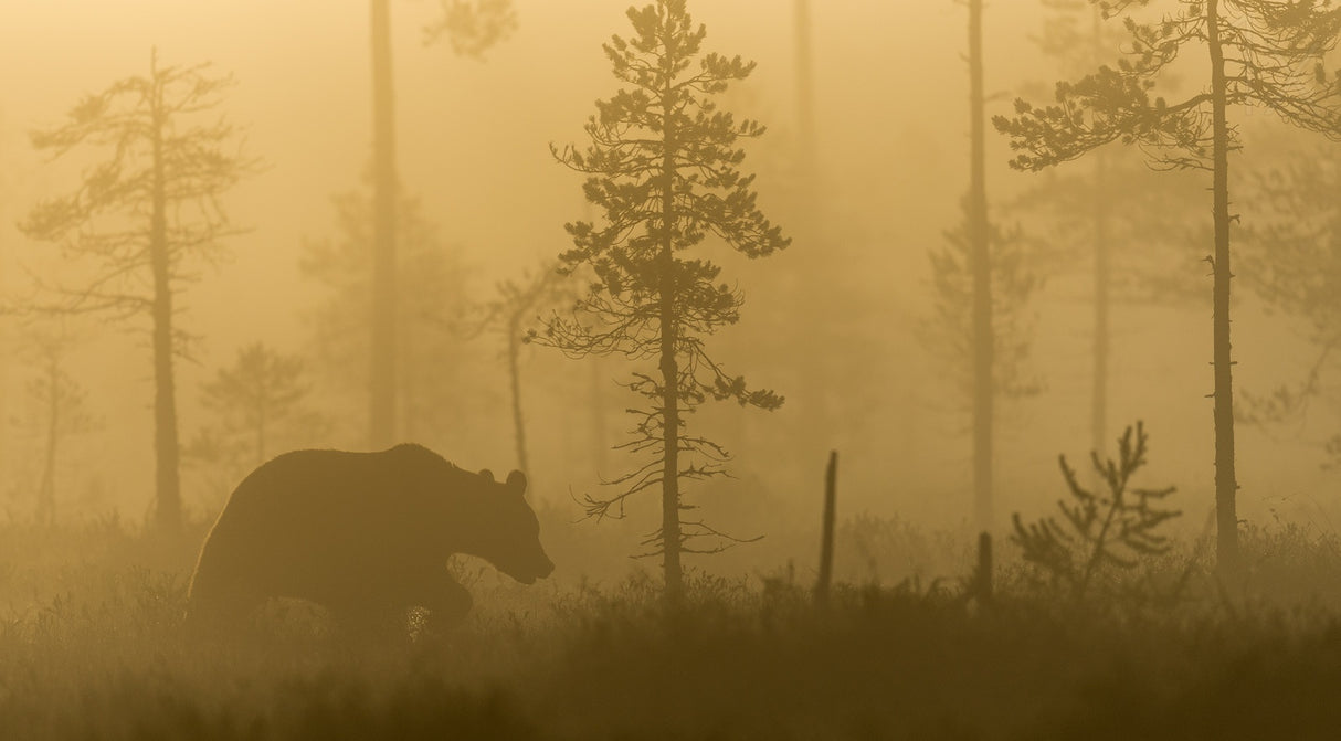 Morning Fog Poster och Canvastavla
