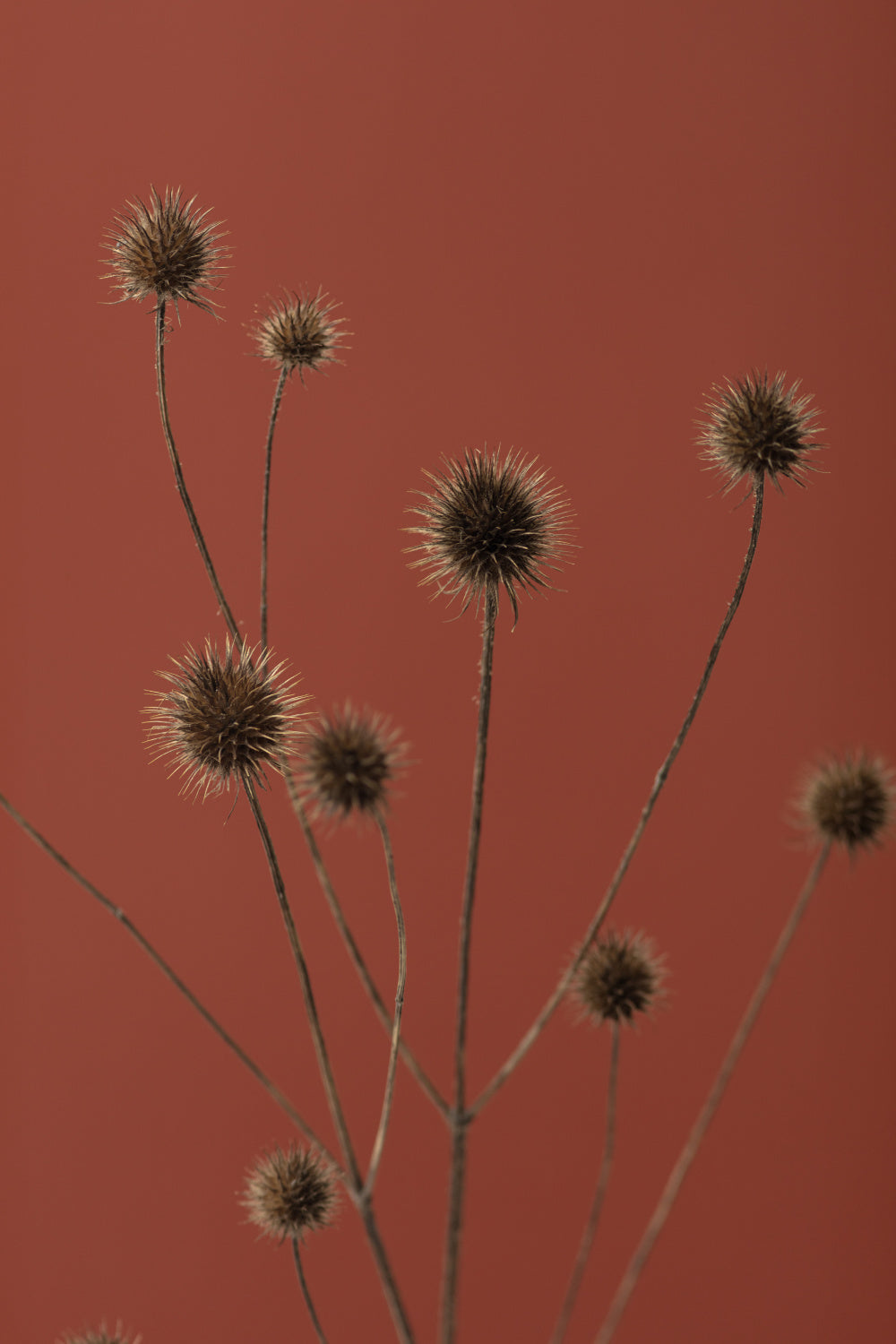 Thistle Rust Red 01 Poster och Canvastavla