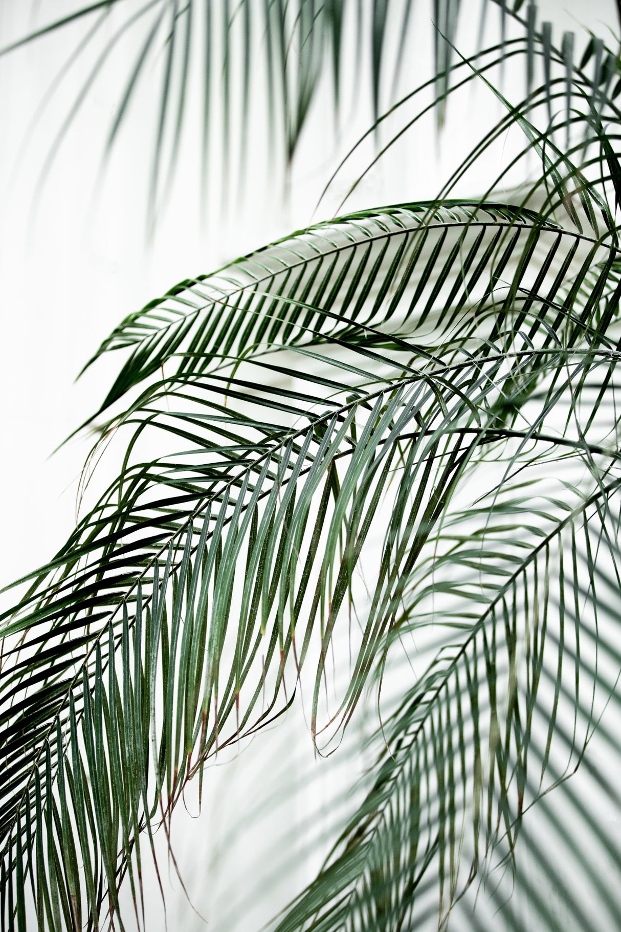 Palm Leaves 21 Poster och Canvastavla