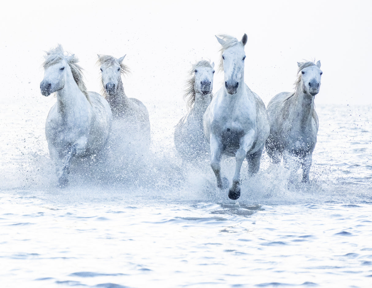 Horses on the Run Poster och Canvastavla