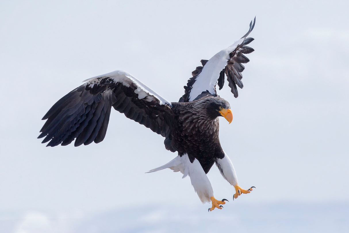 Steller's Sea Eagle Poster och Canvastavla