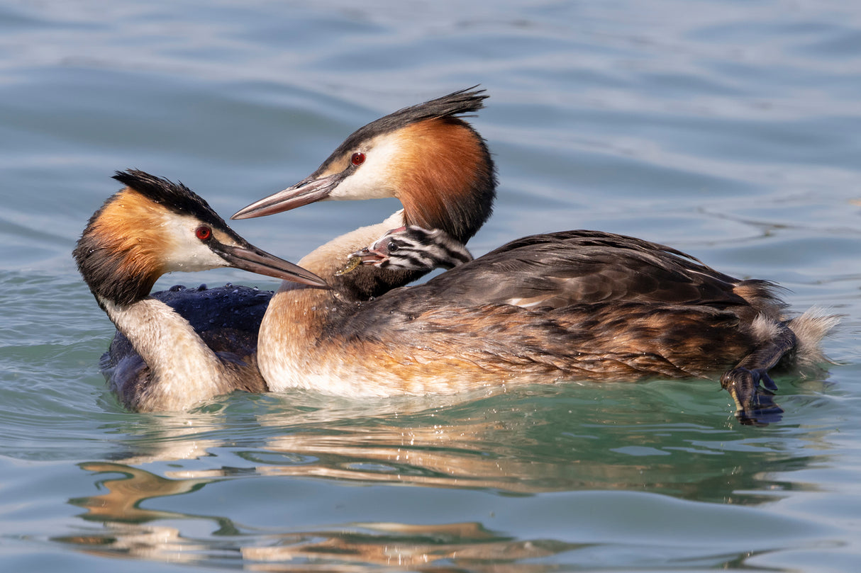 Grebe Family Poster och Canvastavla