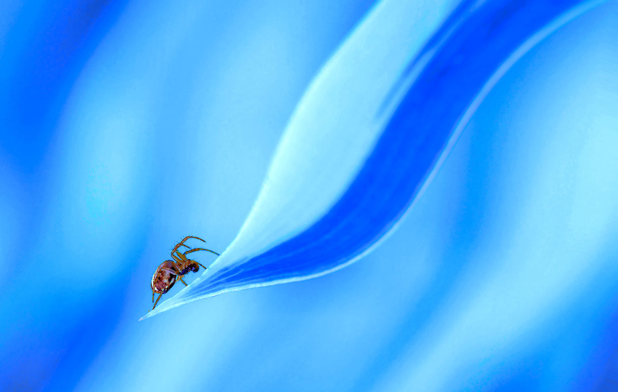 The dance of the spider... Poster och Canvastavla