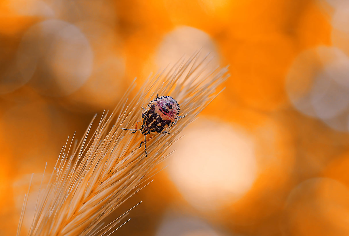 Warm summer colors... Poster och Canvastavla