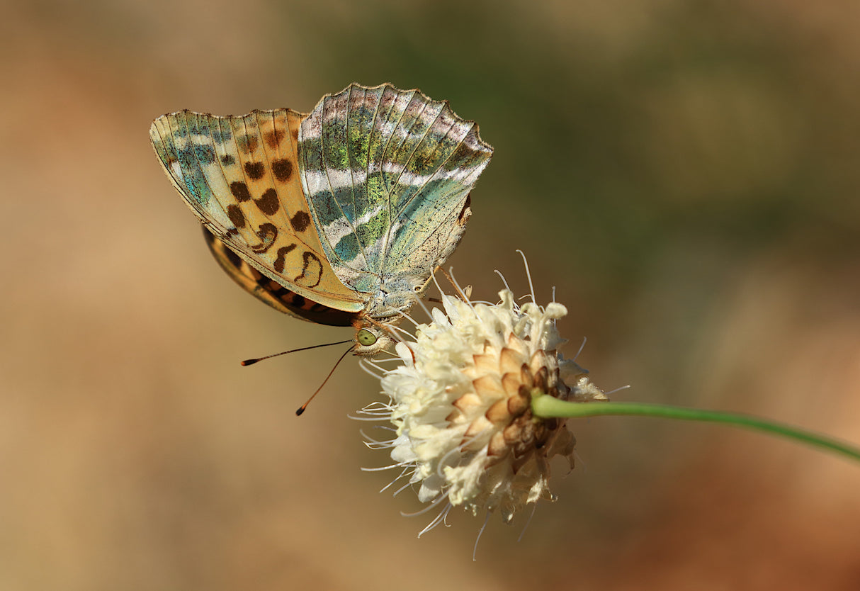 Silver-washed Fritillary Poster och Canvastavla