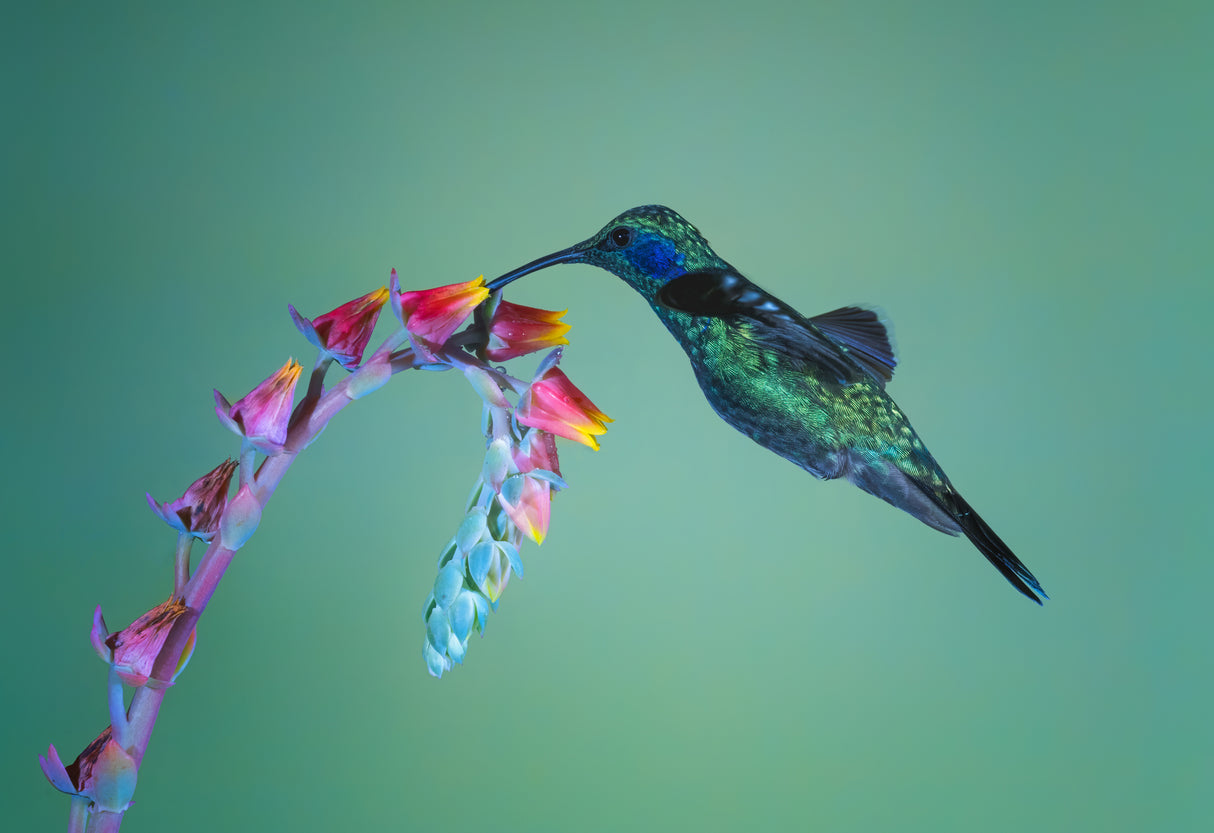 Lesser Violetear Poster och Canvastavla