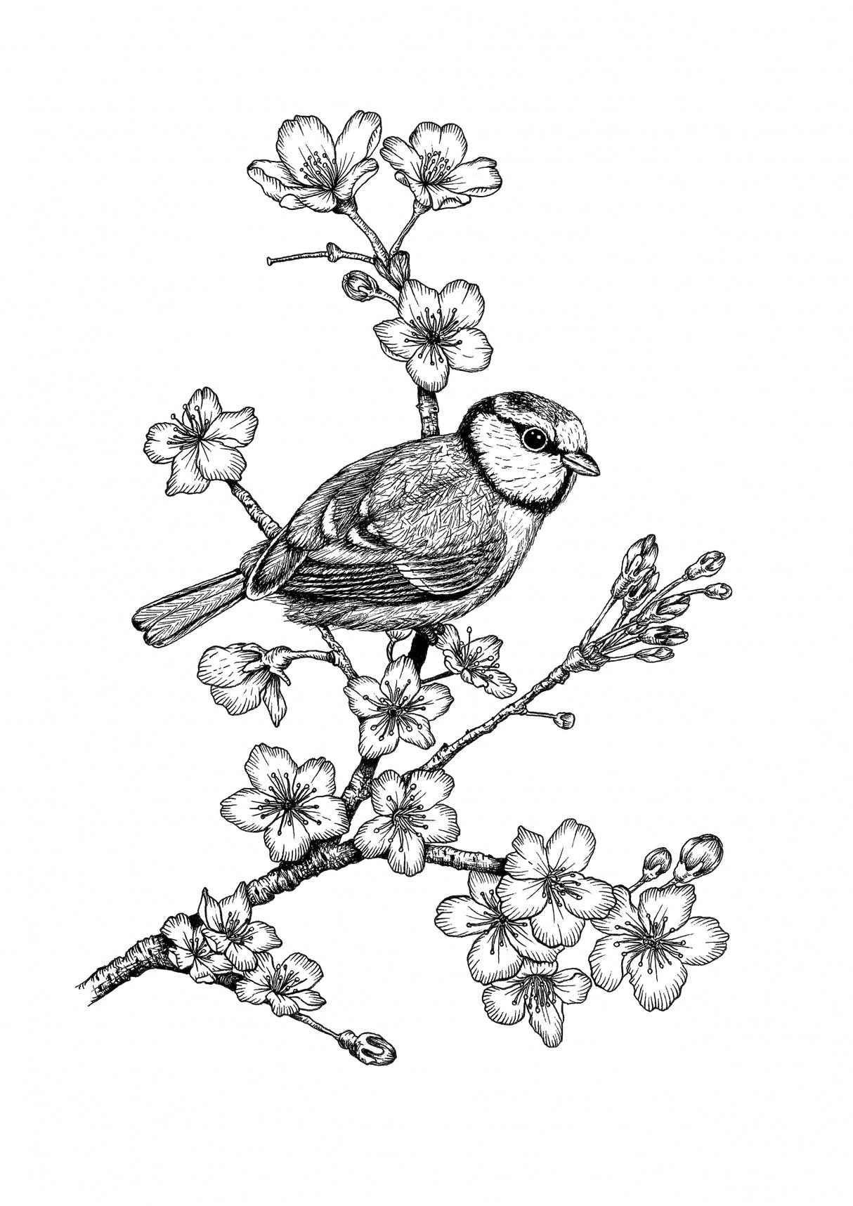 Parus on a Cherry Branch Poster och Canvastavla