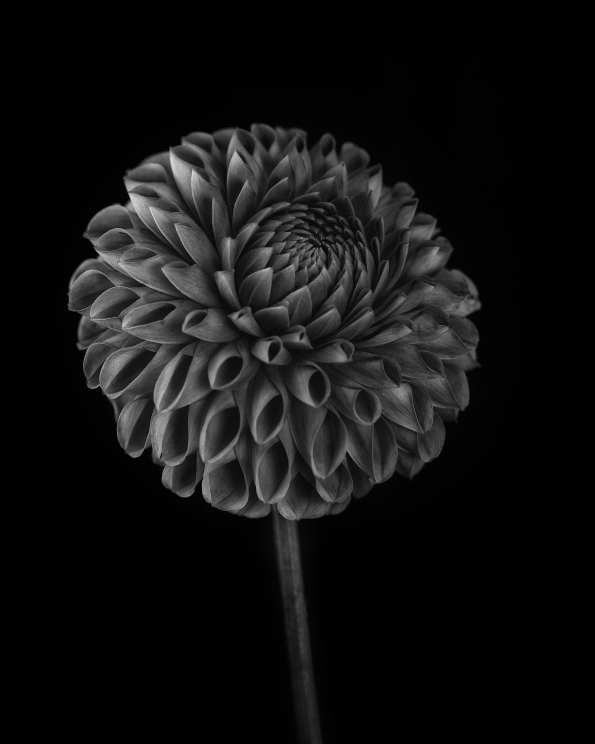 Dahlia Poster och Canvastavla