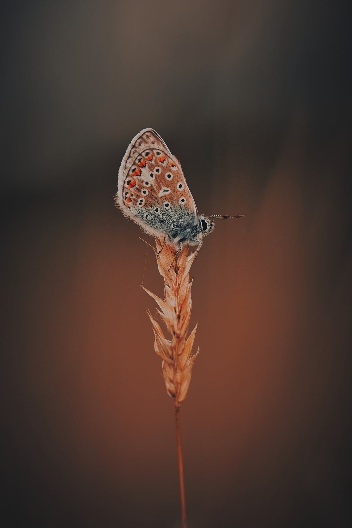Colours of a Blue Poster och Canvastavla