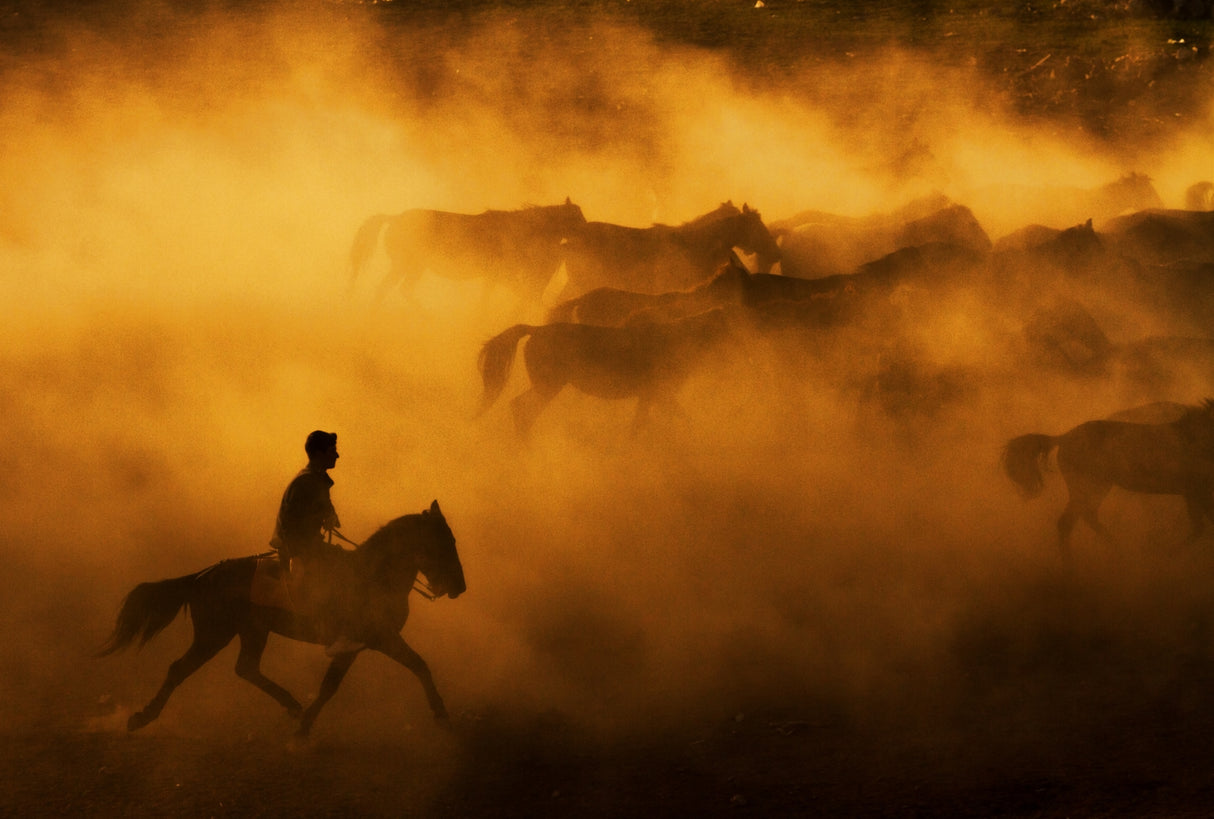 cowboy Poster och Canvastavla