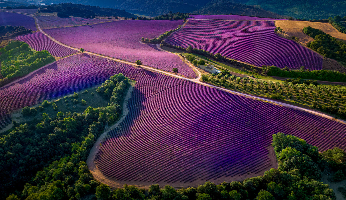 Provence Ultra Purple Poster och Canvastavla