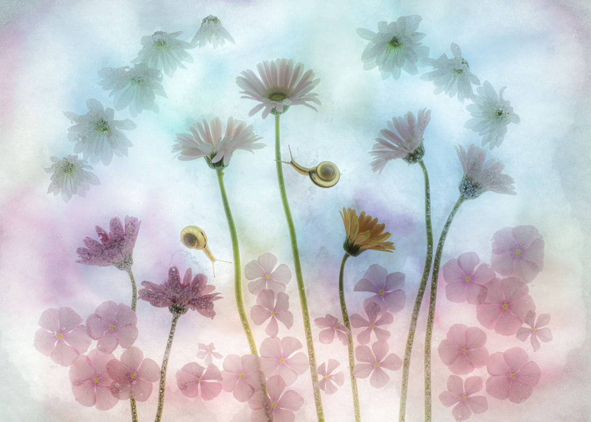 pink dreams Poster och Canvastavla