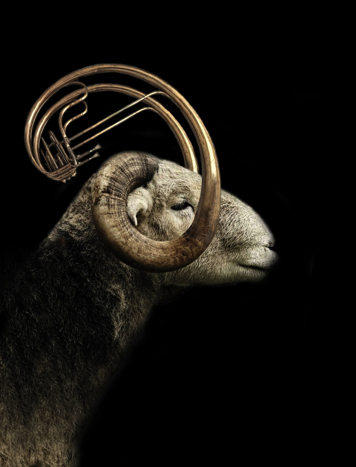 big horn sheep Poster och Canvastavla