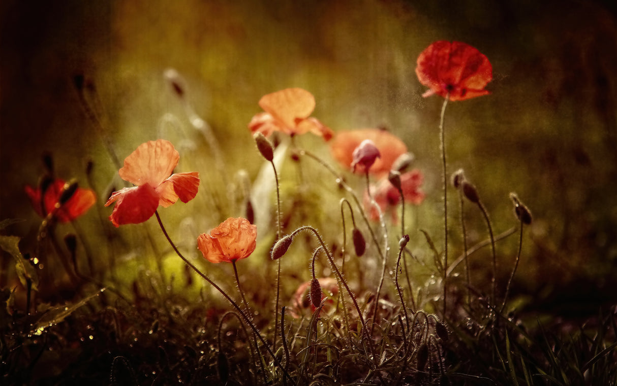 poppies Poster och Canvastavla
