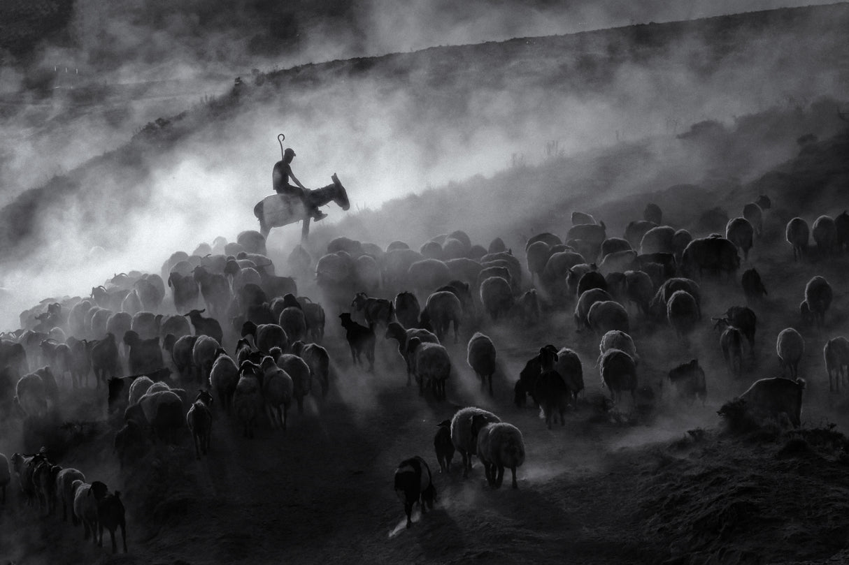 Shepherd Poster och Canvastavla