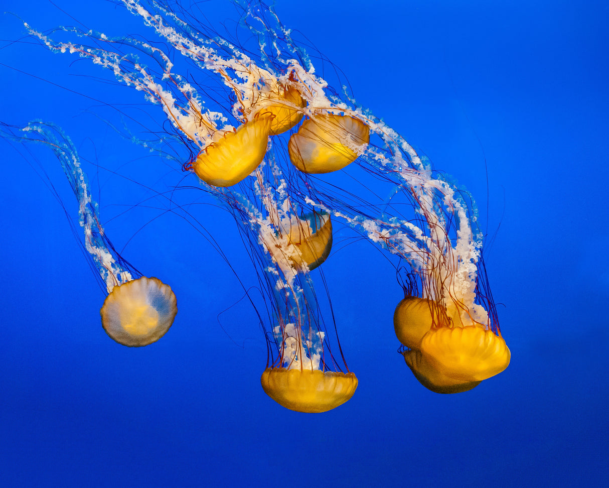 Dancing Jellyfish, #300 Poster och Canvastavla