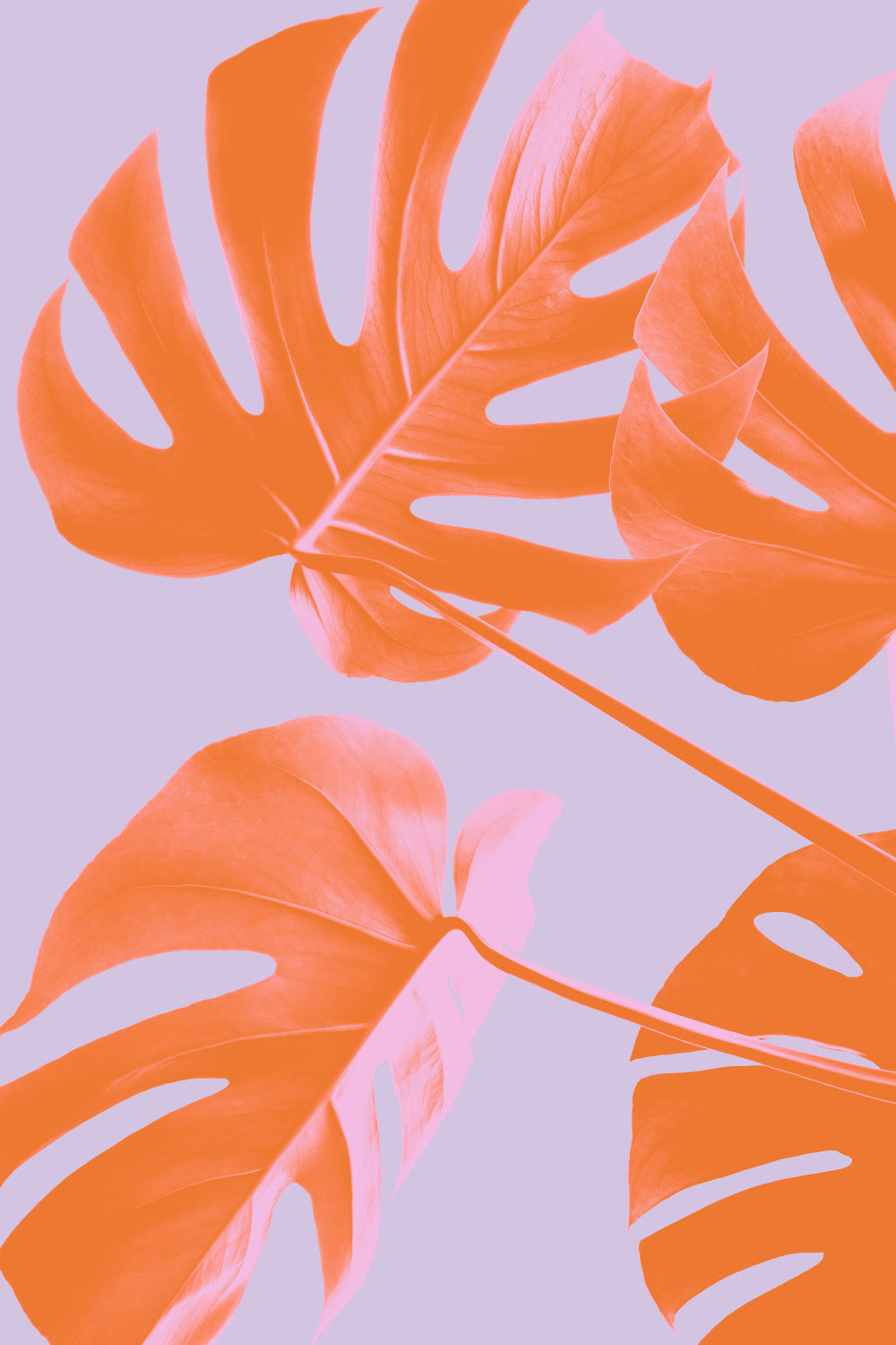 Monstera Purple 04 Poster och Canvastavla