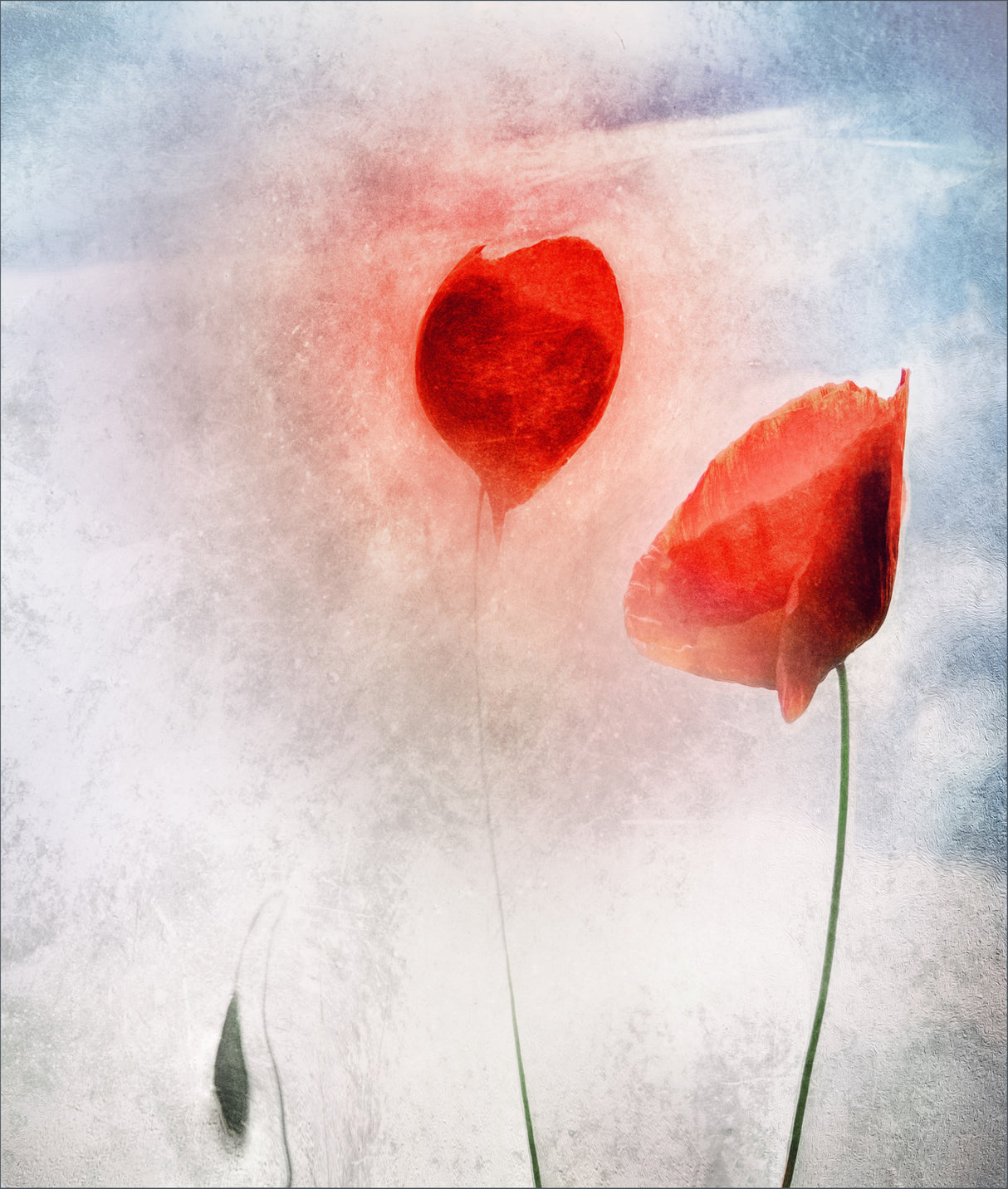 In Flanders Fields Poster och Canvastavla