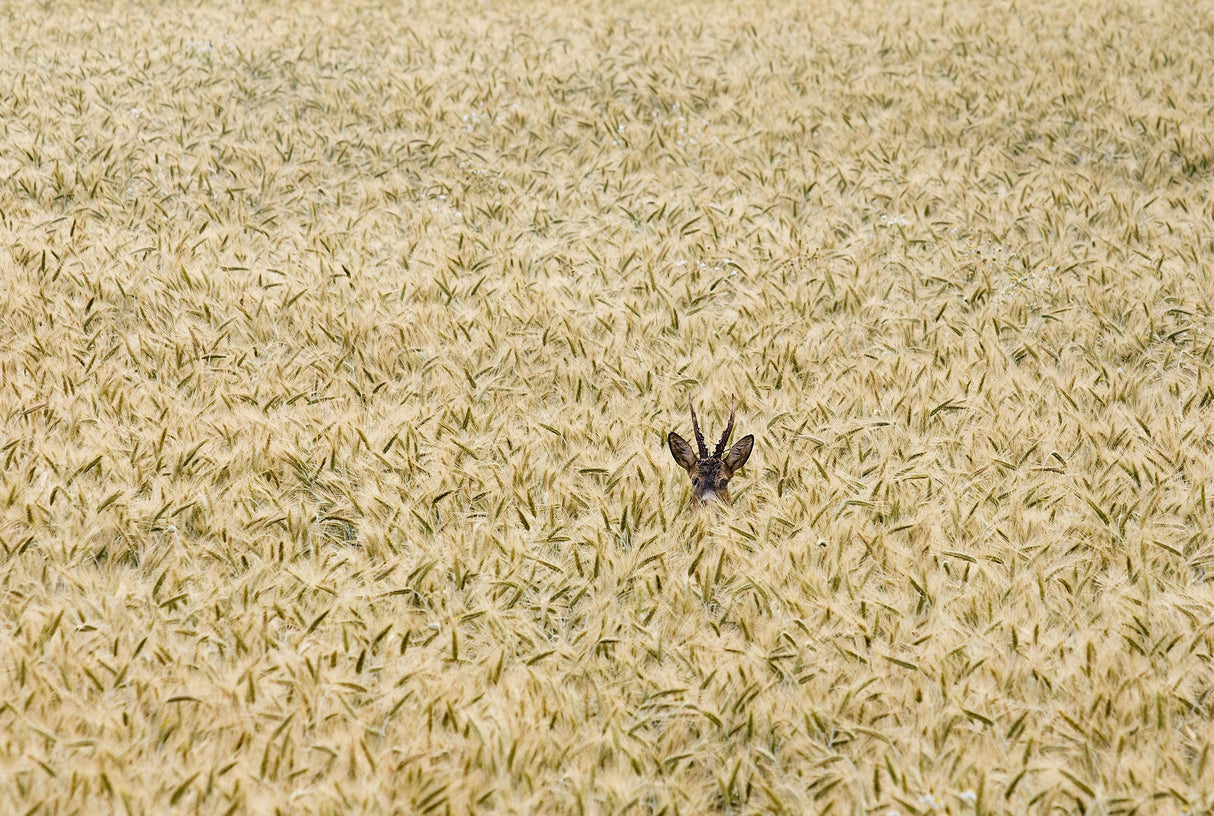 Roe deer in a field Poster och Canvastavla