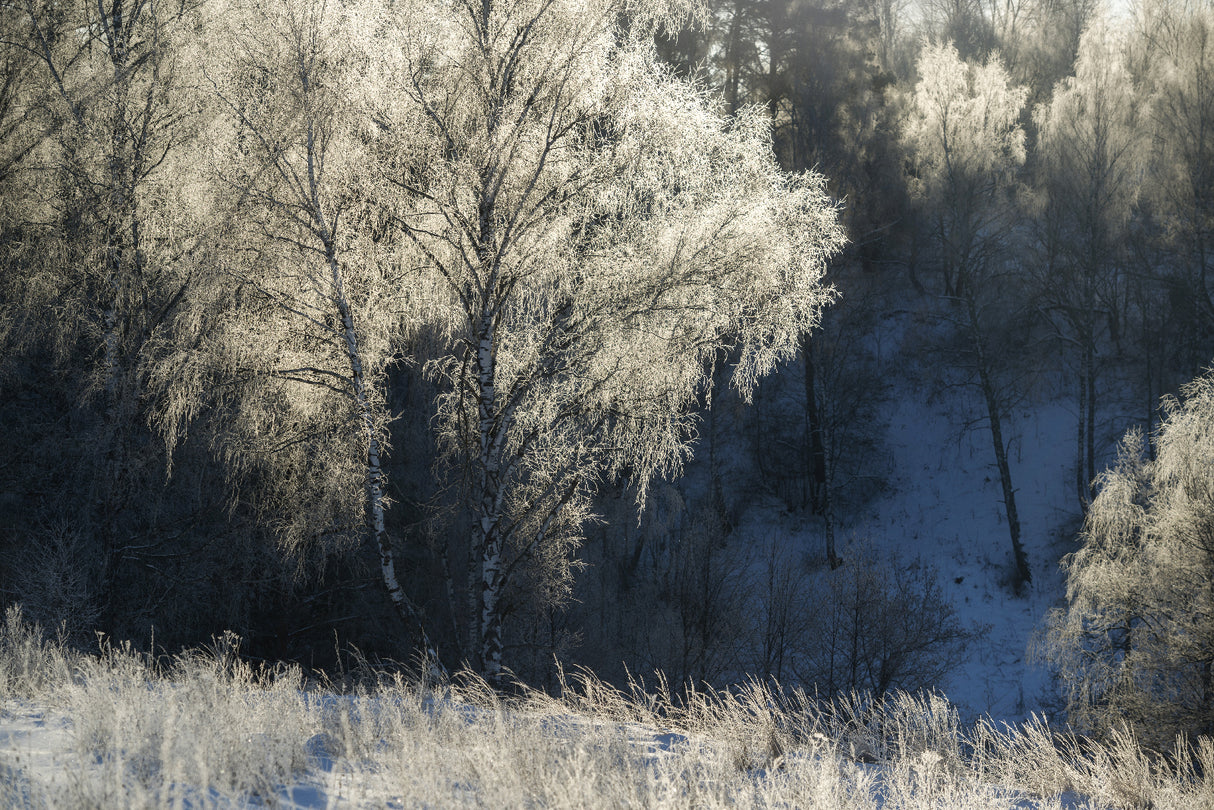 Cold morning Poster och Canvastavla