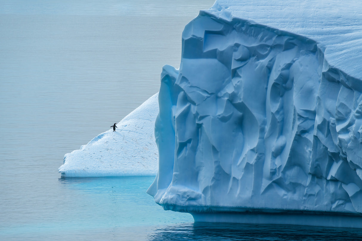 Lost in Antarctica Poster och Canvastavla