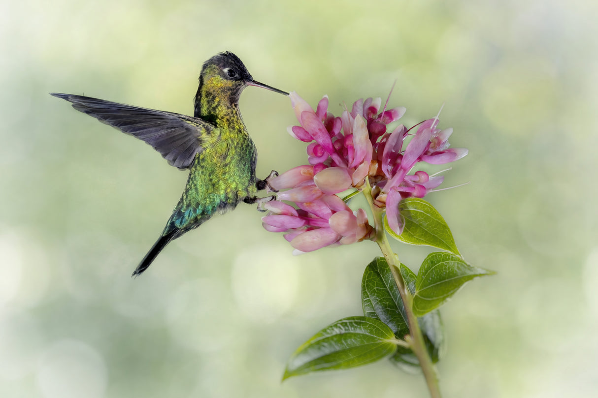 Hummingbird From Costa Rica Poster och Canvastavla