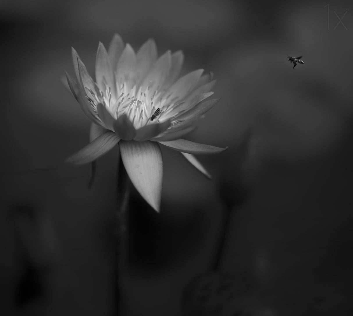 Lotus Poster och Canvastavla