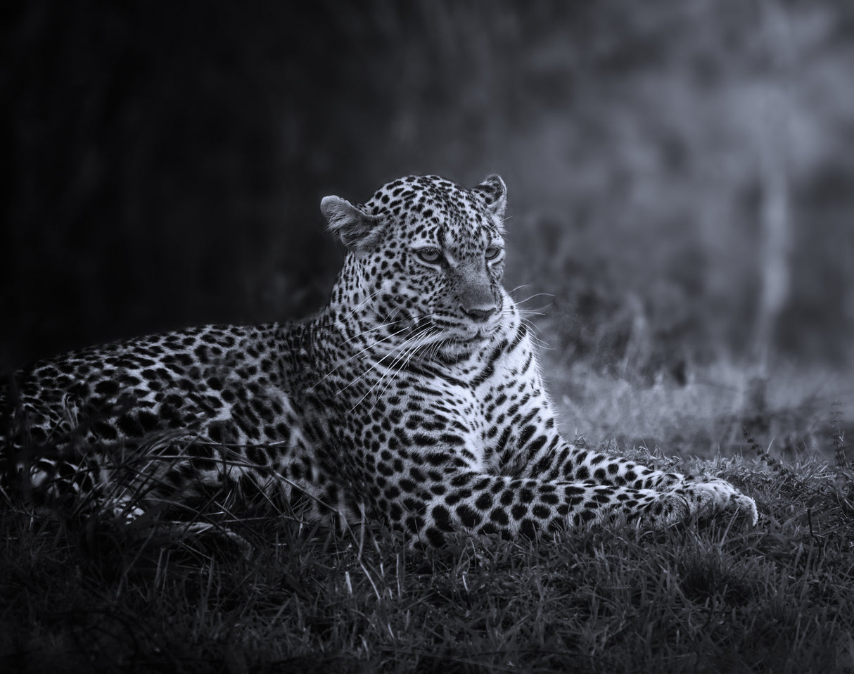 Pantera Pardus or leopard 2 7R47463BN Poster och Canvastavla