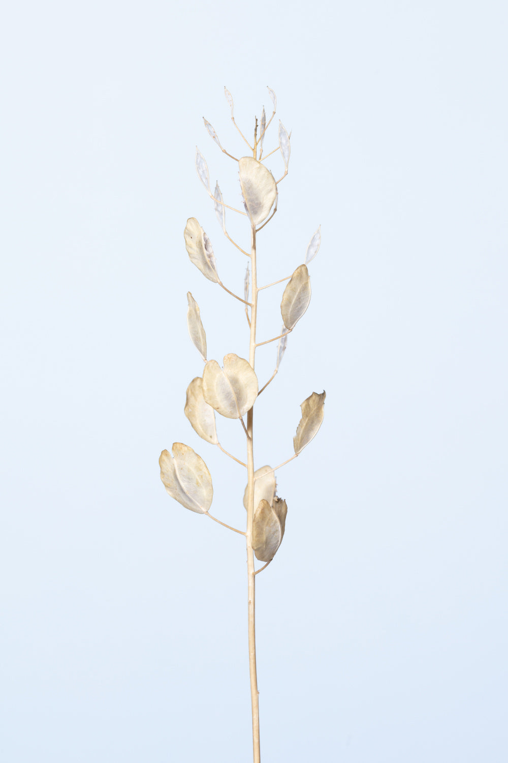 Solitary dried plant_light blue Poster och Canvastavla