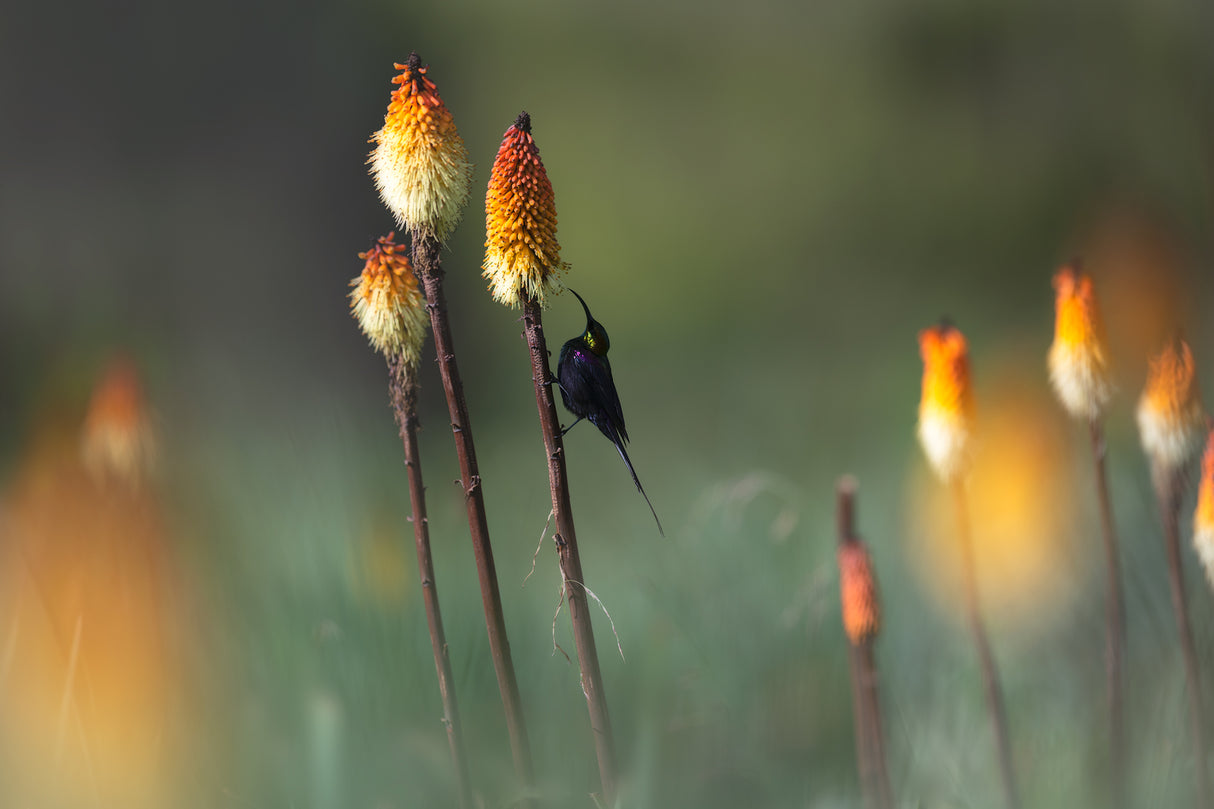 Tacazze Sunbird Poster och Canvastavla
