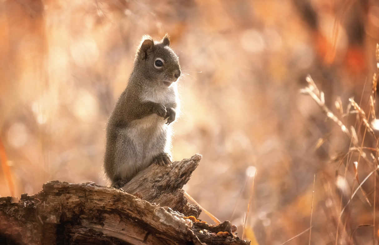 Hello, Squirrel Poster och Canvastavla
