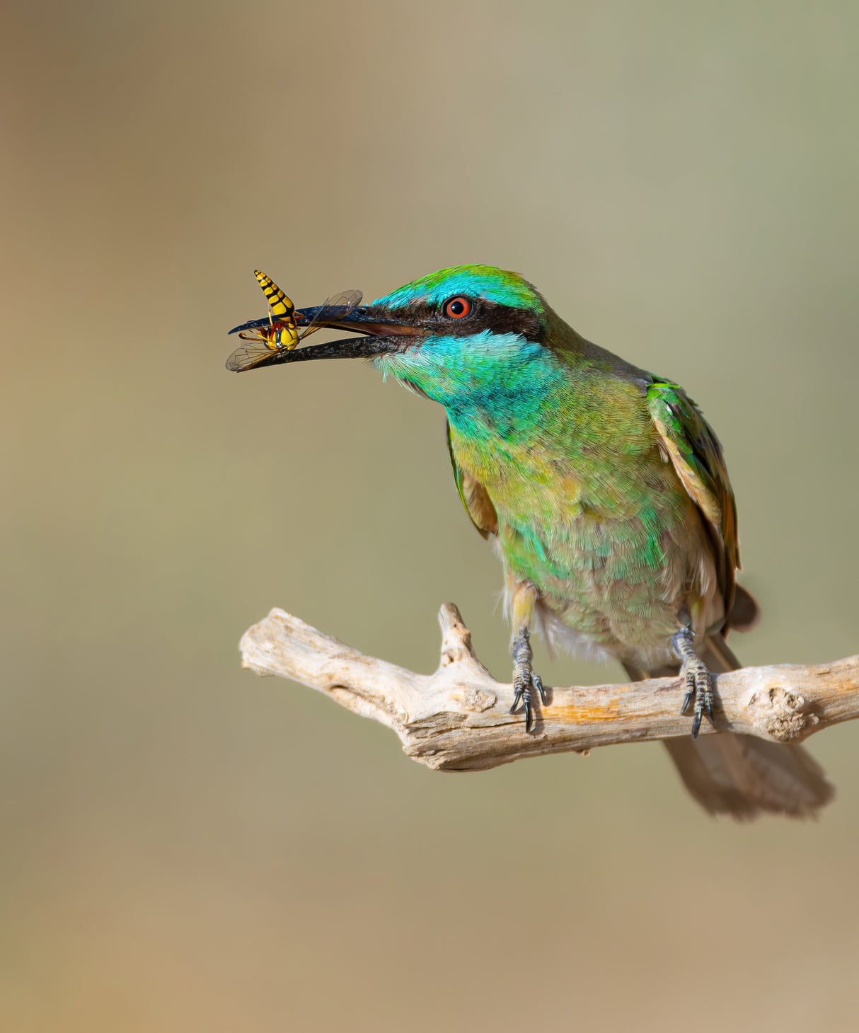 Arabian bee-eater Poster och Canvastavla