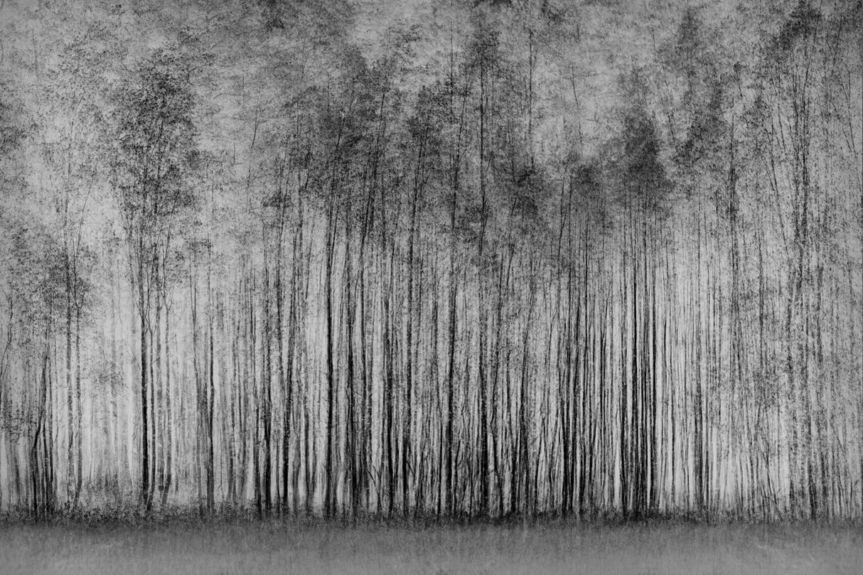 impenetrable forest Poster och Canvastavla