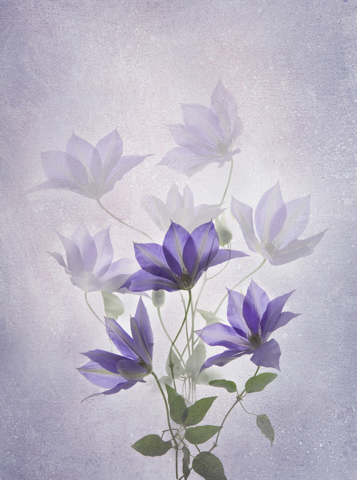 Purple Clematis Poster och Canvastavla