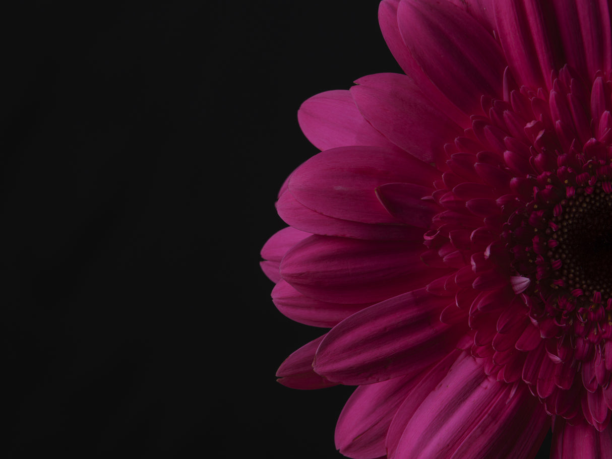 beautiful flower Poster och Canvastavla