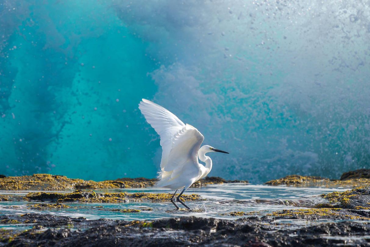 Common egret Poster och Canvastavla
