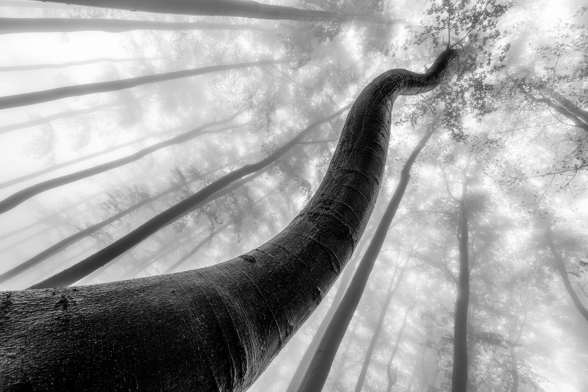 Tree shapes Poster och Canvastavla