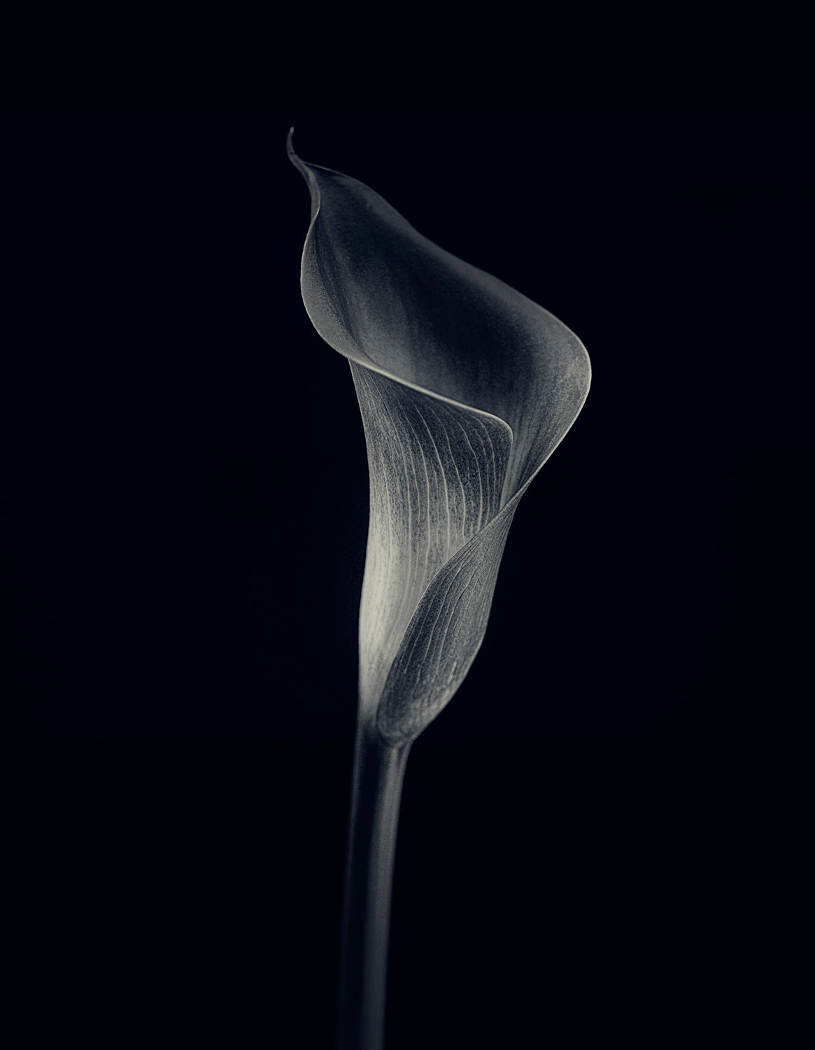 Calla lily Poster och Canvastavla