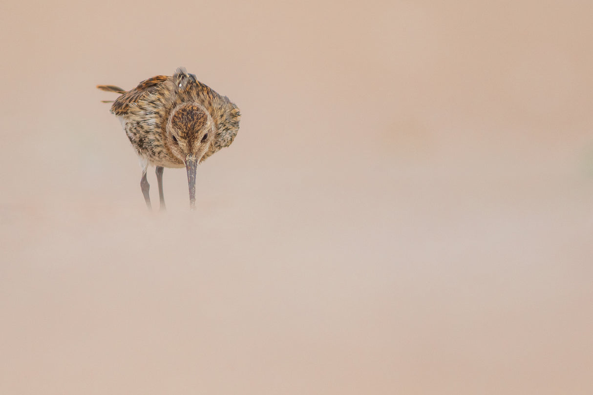 Dunlin Poster och Canvastavla