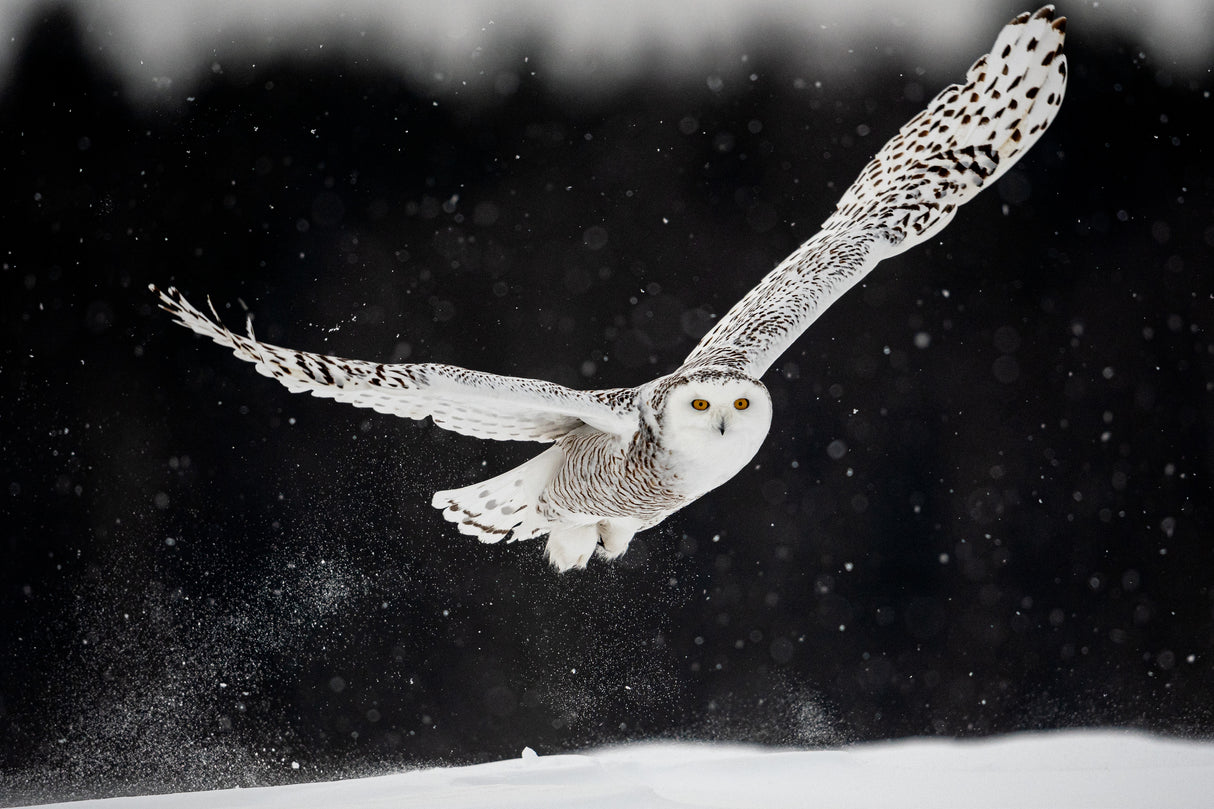 Through the snow Poster och Canvastavla