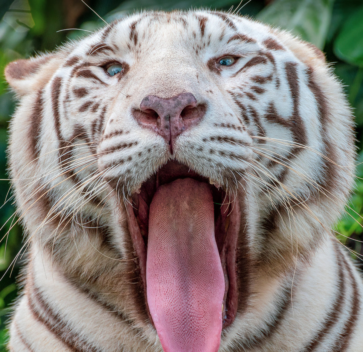 Yawn Poster och Canvastavla
