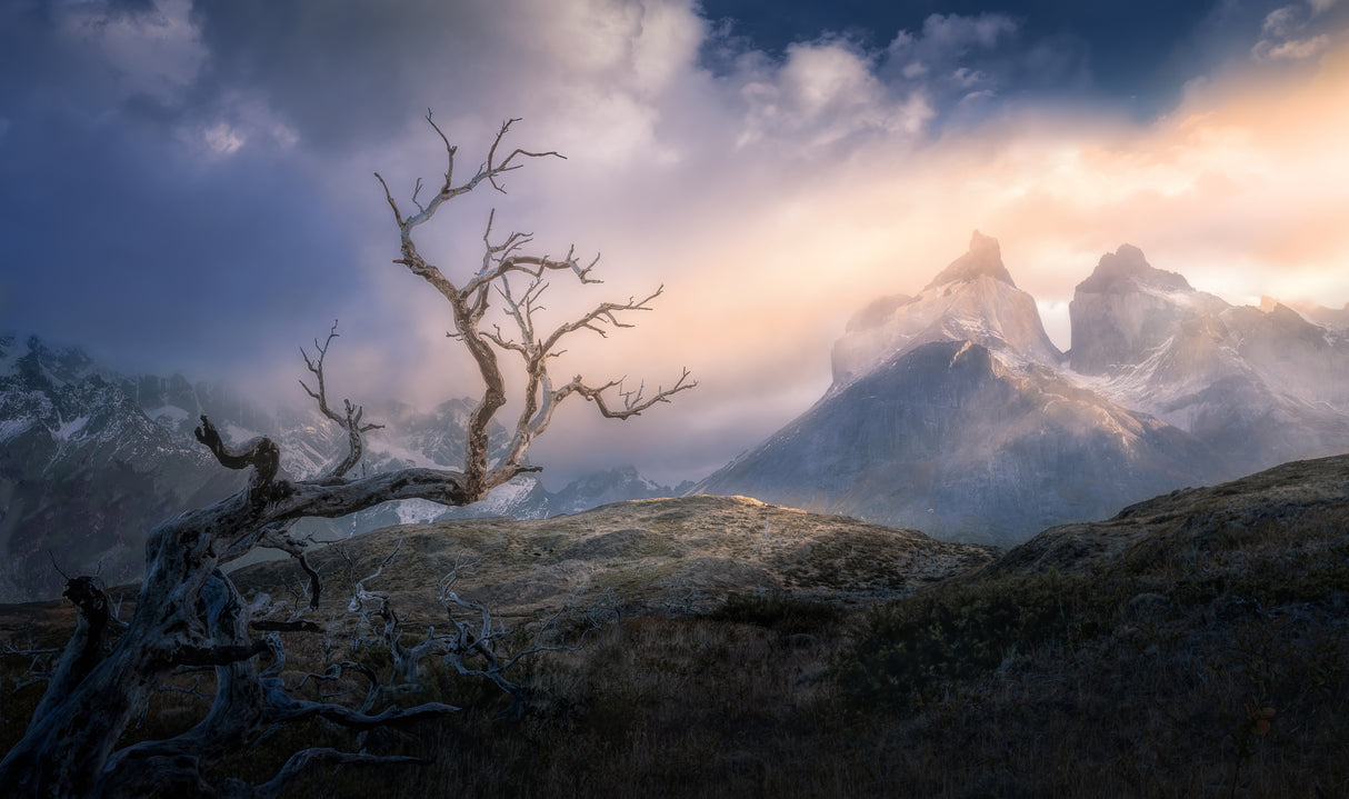 Dried trees Vs Mountains Poster och Canvastavla