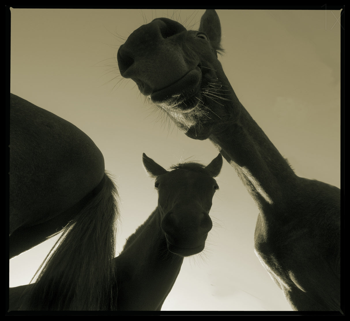 Fancy horses Poster och Canvastavla